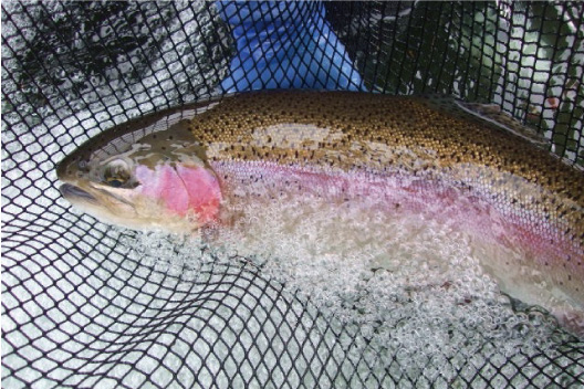 栃木県ブランド魚「プレミアムヤシオマス」